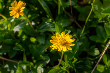 Sphagneticola trilobata or Wedelia Beautiful