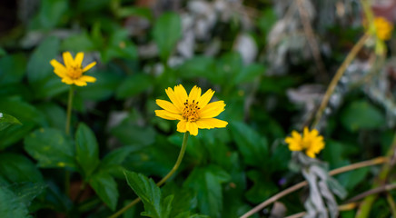 Sphagneticola trilobata or Wedelia Beautiful