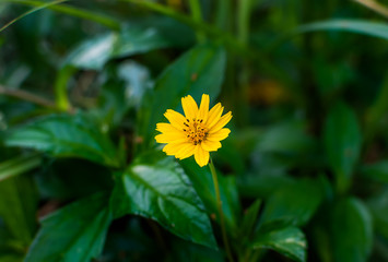 Sphagneticola trilobata or Wedelia Beautiful