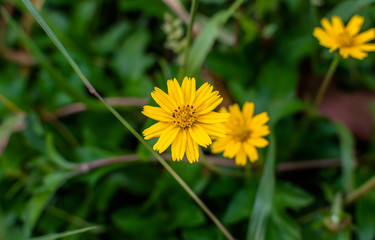 Sphagneticola trilobata or Wedelia Beautiful