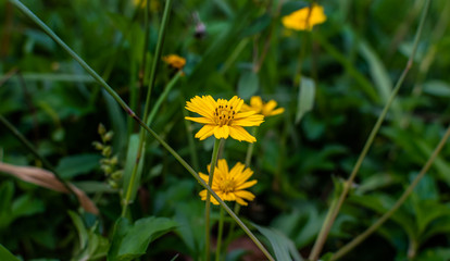 Sphagneticola trilobata or Wedelia Beautiful