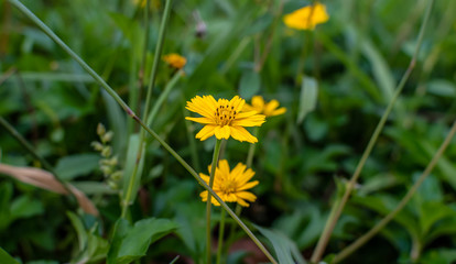 Sphagneticola trilobata or Wedelia Beautiful