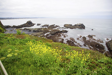 Wildflowers above sea stacks near Yaquina Head