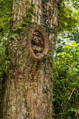 big and thick tree trunk with green leaves surround it