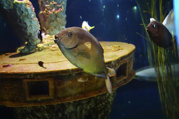 Underwater view of bright colored fish
