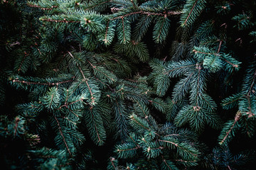 Christmas fir tree branches Background. Christmas pine tree wallpaper. Copy space..
