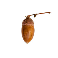 Ripe acorn isolated on white background, close up. Oak nut .