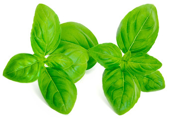 Isolated Basil leaf Macro. Fresh green basil leaves on white background.
