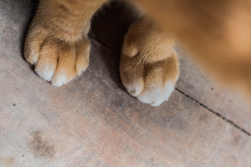 cat paw of kitten orange-red on wooden.