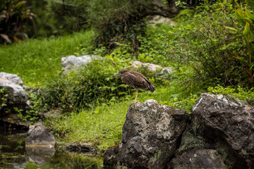 brown heron standing on the rock near the pond hunting for fish