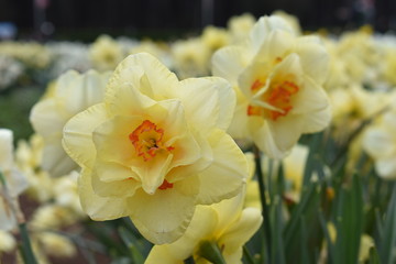 Obraz na płótnie Canvas Tulips in the garden