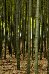 Fototapeta na wymiar green bamboo forest inside park