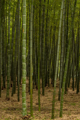 green bamboo forest inside park