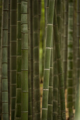 green bamboo forest inside park