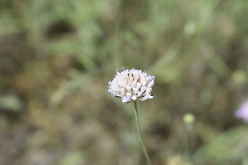 White Flower Close-up Single Center