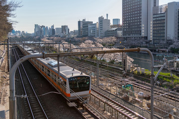 Fototapeta premium Cherry blossom around Sotobori Park, Tokyo, Japan. is a famous Cherry blossoms spot that follows along the outer moat of the JR Chuo-Line, Sobu-Line from Iidabashi station to Yotsuya station.
