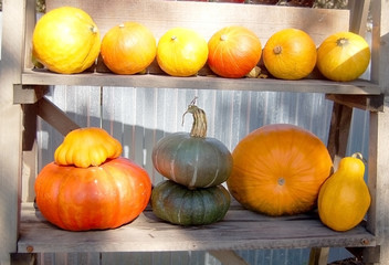 Autumnal harvest of pumpkin