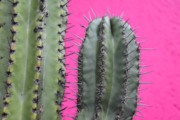 Mexican Cactus - Spines
