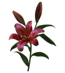 red and pink roses of a lily with buds and green leaves. realistic flowers illustration white background