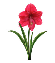 red and pink roses of a lily with buds and green leaves. realistic flowers illustration white background