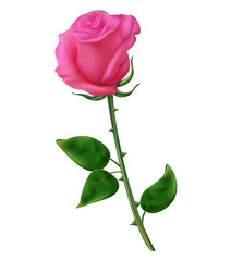Fototapeta premium red and pink roses of a lily with buds and green leaves. realistic flowers illustration white background