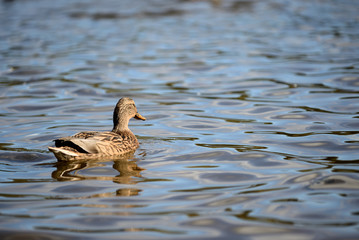 Duck swim in the pond of a city park on a sunny day
