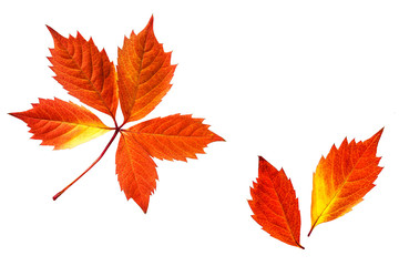 Autumn foliage, colorful leaves collage isolated on white background