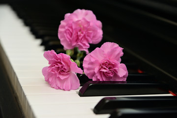 carnation on keyboard