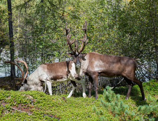 Naklejka na ściany i meble Reindeer in nature in the mountains of the Kodar Range