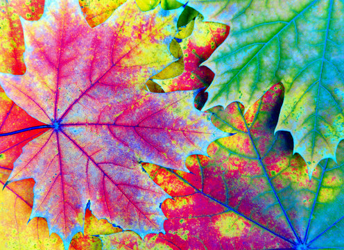 colors of rainbow. bright colorful autumn leaves texture background.