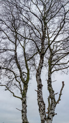 Three stems of a birch tree