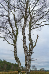 Three stems of a birch tree