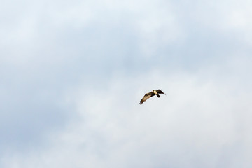 Osprey flying in the sky
