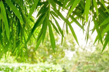 background texture green bamboo tree