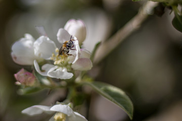 Bee on the apple tree (Malus domestica)
