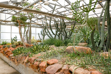 Cactus succulent plant in the glass house