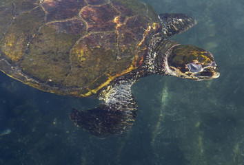 Obraz premium sea turtle