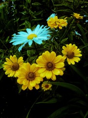 White and yellow garden flowers