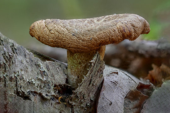 Kahler Krempling - Paxillus involutus - Pilz