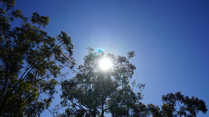 tree blocking the harsh Australian sun