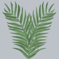 Tropical palm leaf. Hand drawn vector illustration.