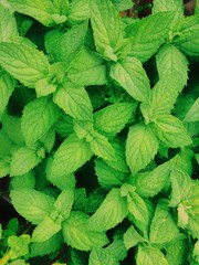 Green leaves texture