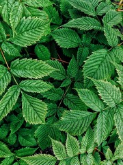 Green leaves texture