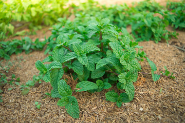 Peppermint in the garden Green is very appetizing.