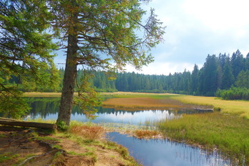 Crno jezero or Black lake is a lake on the top of the mountain, dark colored water and vibrat green grass, surrounded with trees, Pohorje, Slovenia