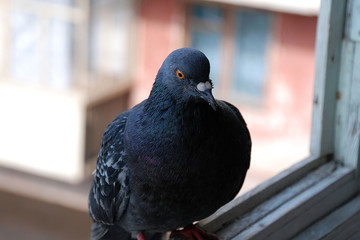 the pigeon is sitting on the window