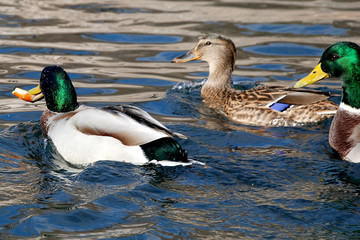Obraz premium ducks swim on the lake
