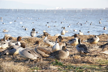 Fototapeta premium オナガカモ