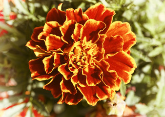 Very bright red-orange flower bud close-up.