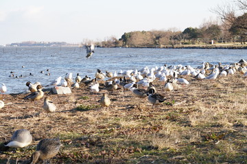 琵琶湖冬鳥の群れ